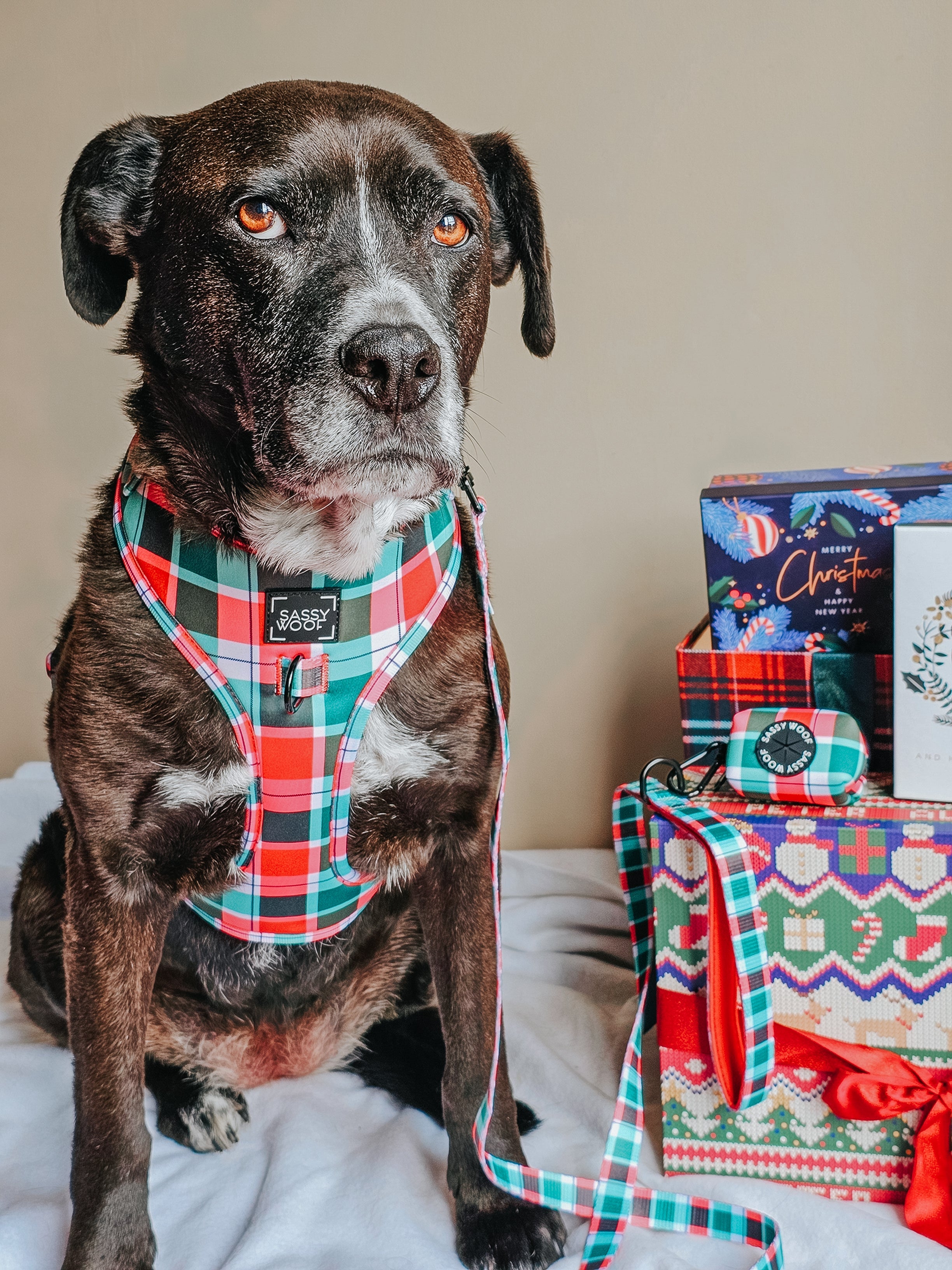 Dog Adjustable Harness - Jingle Barks