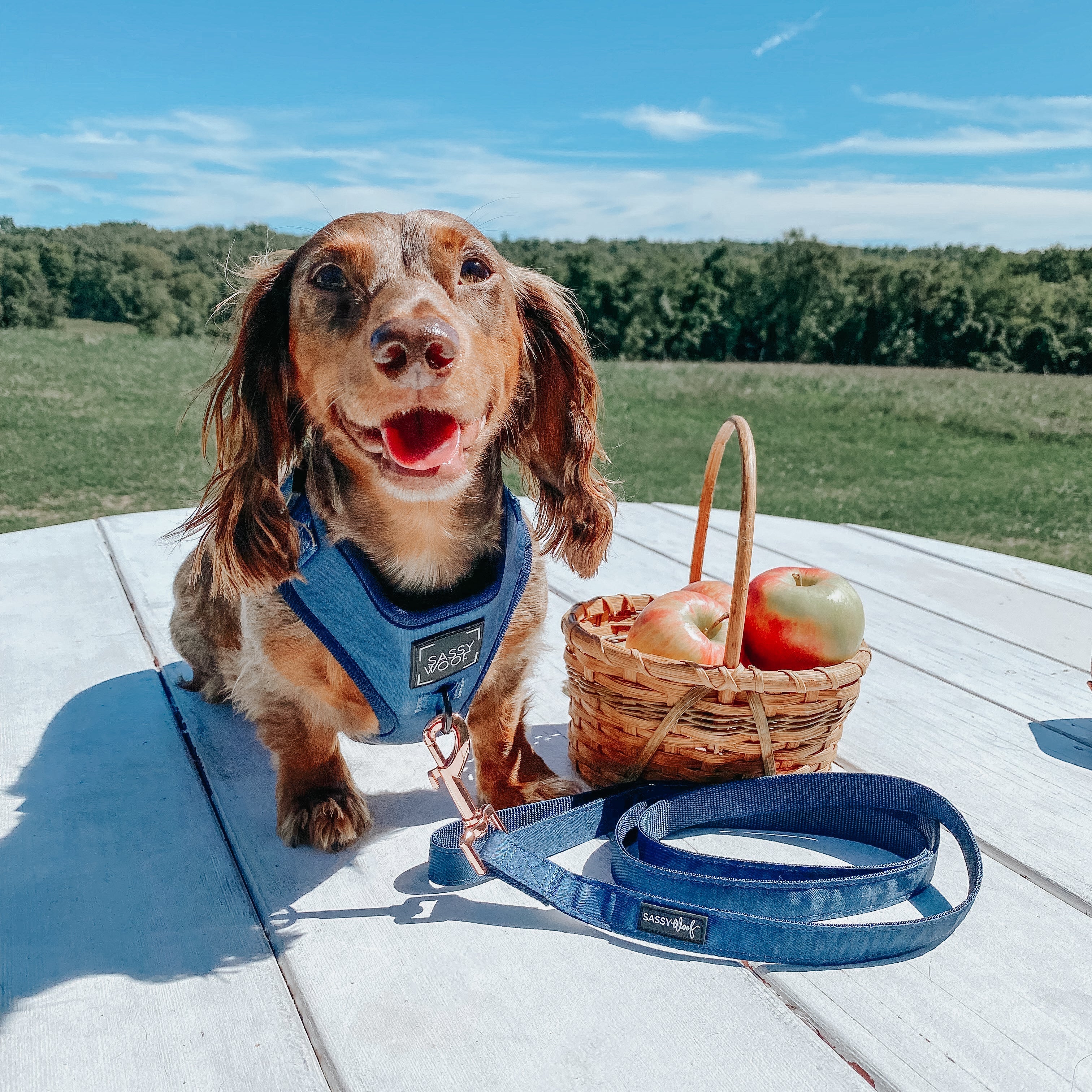 Dog Adjustable Harness - Twilight