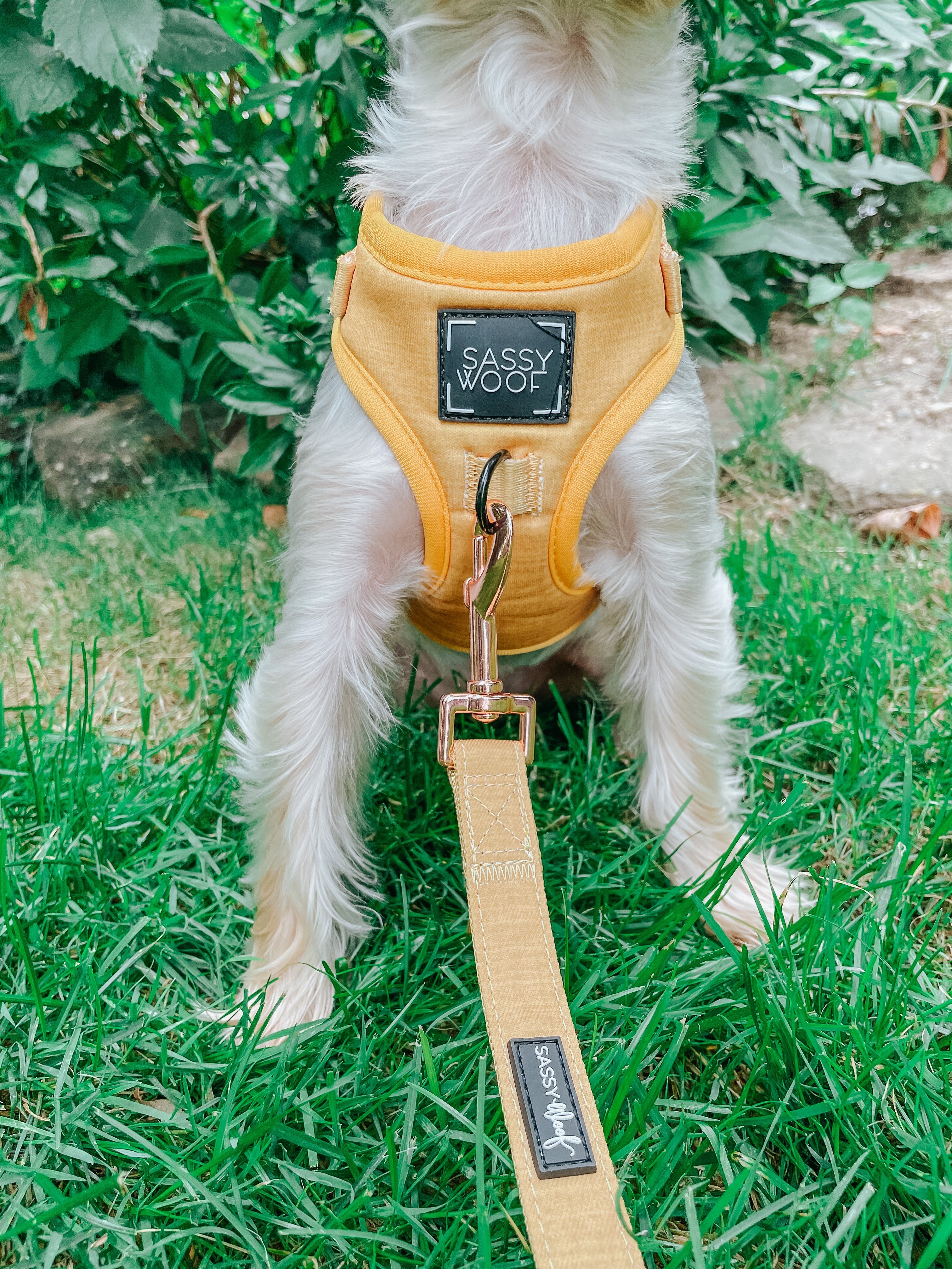 Dog Leash - Sunflower Fields