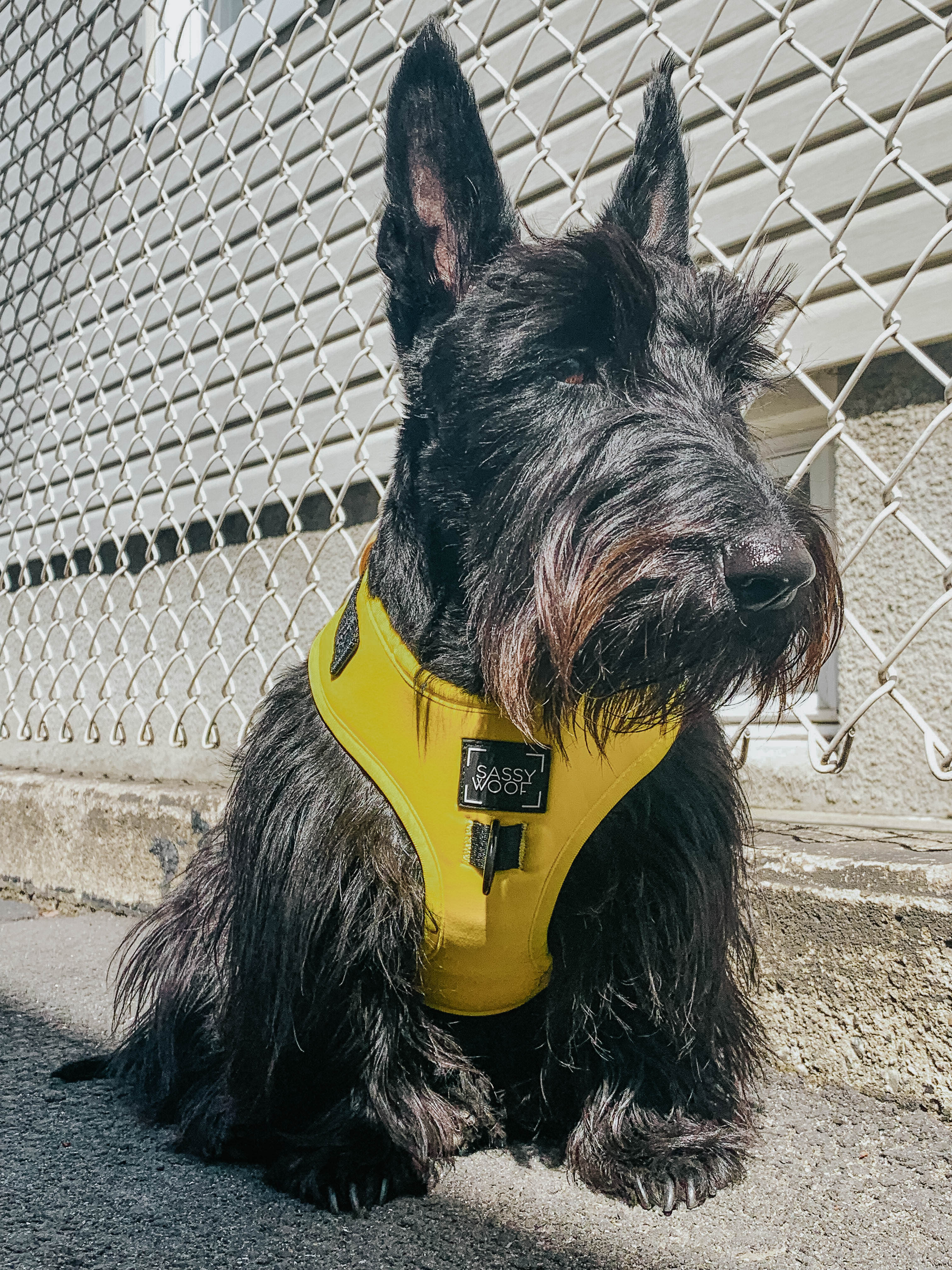 Dog Adjustable Harness - Neon Yellow