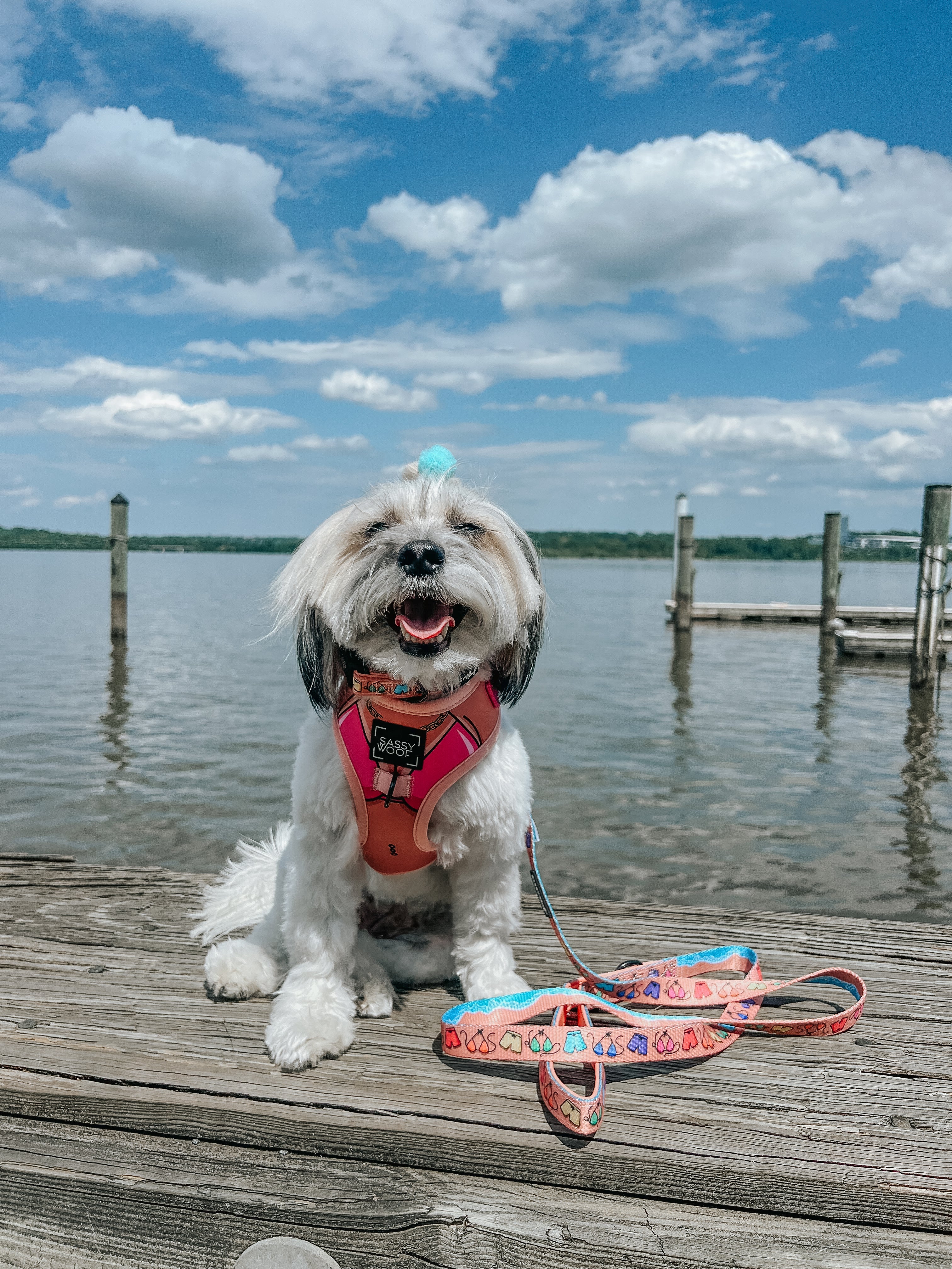 Dog Adjustable Harness - Muscle Bod