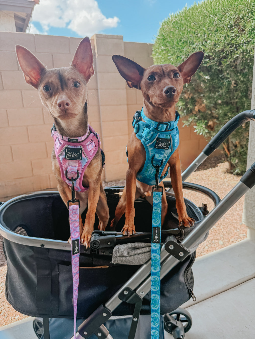 Dog Step-in Harness - Purple Haze